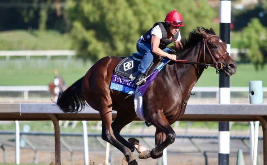 How Conformation Helps Prevent Injuries