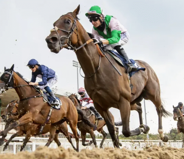 How Early Handling Shapes Racehorse Confidence