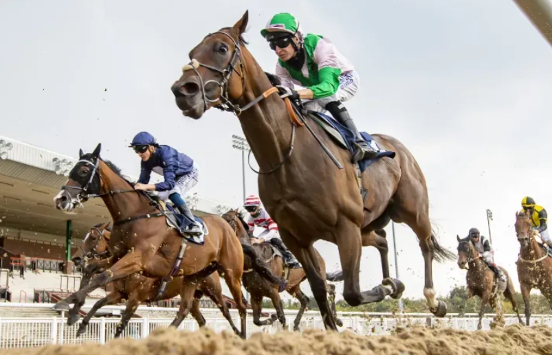 How Early Handling Shapes Racehorse Confidence